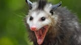 Opossum6