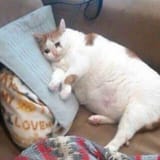 sad-fat-cat-59f1bc6652523