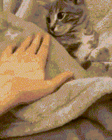 kitter