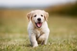iStock-521697453