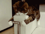 tumblr_3bdcf96b9858de8b60c63f5c0878a4ac_06280227_400