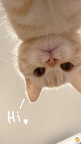hi