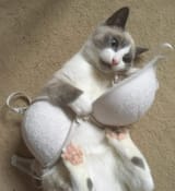cat bra