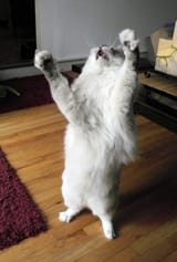 thiiis big