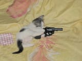 gat