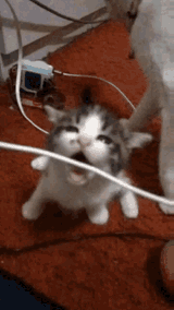 cat-bite-cat