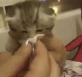 blow