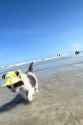 beach cat_thumb.jpg
