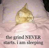 Sleeping cat