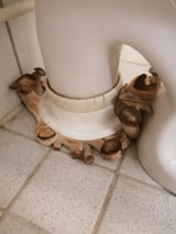 toilet_shrooms
