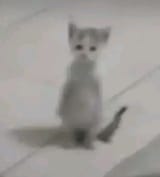 1754092413568590