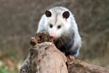 Opossum27