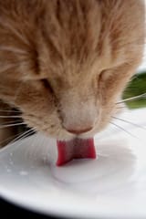 ordinary cat behaviour