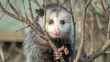 opossum12