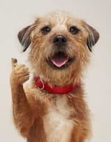 le thumbs updog of surety
