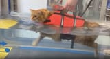 Cat-swimming-exercise-Avonvale-Veterinary-Centres-via-SWNS-1024x551