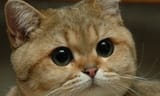 catthink