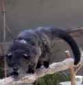 VID_20250803_212246_725_thumb.jpg