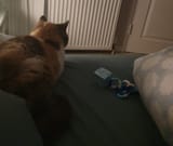Bbed