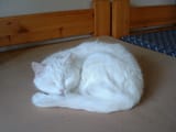 white cat sleeping