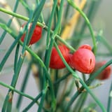ephedra-steven-foster-square