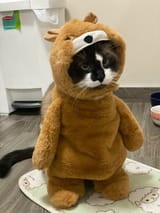 disguise cat