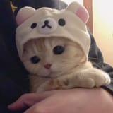cat in a hat