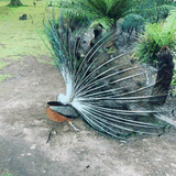 peacock-nature