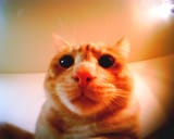 cateye
