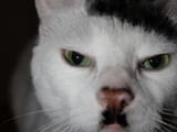 Cat Hitler