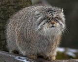 hecking large chonker.