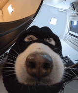 shifty
