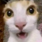 shock