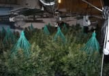 0_Kola-Pepaj-cannabis-1-1JPG