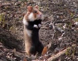 1024px-hamster_ver_1