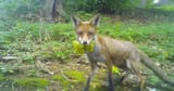 fox with grapes