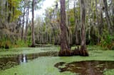 bayou12