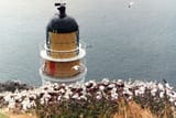 Bass_Rock_Gannets_Lighthouse