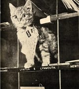 postal worker cat (1970s, real)