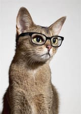 wise cat