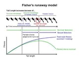 fisher&#039;s runaway model