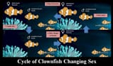 Cycle-of-Clownfish-Changing-Sex_2D3E1553
