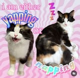 yapping or napping