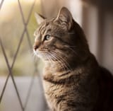 window