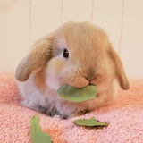 Bunny eating