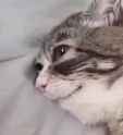 winkythedwarfcat-winky_thumb.jpg