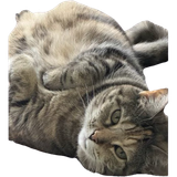 kittywitty