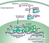 The-signalling-pathway-of-the-androgen-receptor-AR-Testosterone-is-transported-in-the