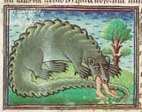crocodile
