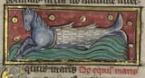 sea-horse